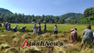 Panen Padi Jadi Ajang Silaturahmi Babinsa Koramil 1612-02/Reok dan Petani Desa Salama