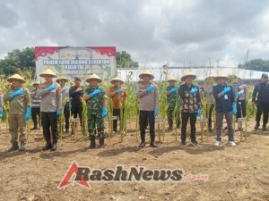 Sinergitas TNI-Polri dan Pemerintah Daerah dalam Panen Raya Jagung Serentak Kuartal III