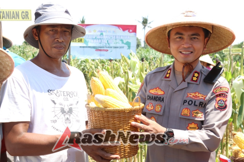 Polres Gianyar Gelar Panen Jagung Kuartal III di Subak Amping, Dukung Program Swasembada Pangan