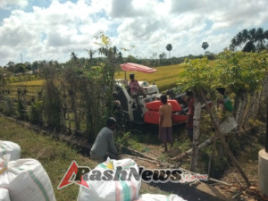 Sinergi TNI dan Petani: Babinsa Mburukulu Panen Padi Bersama Warga