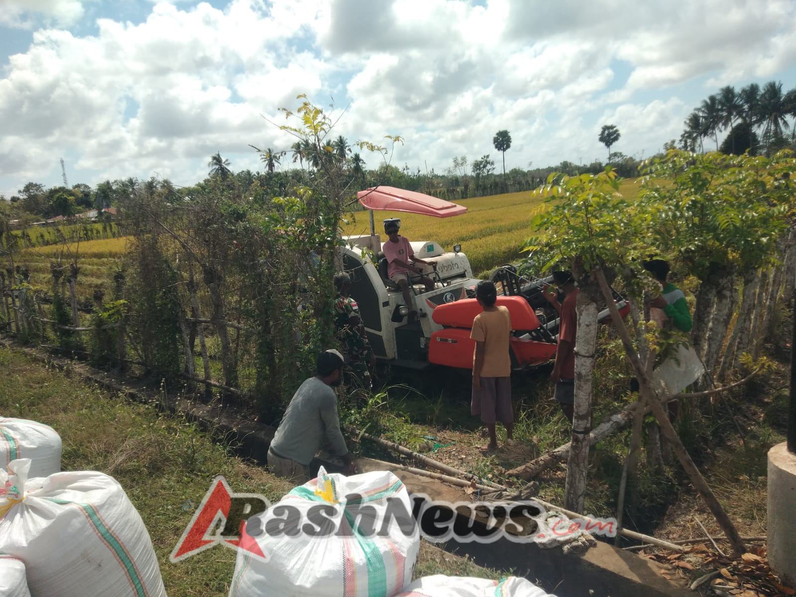 Sinergi TNI dan Petani: Babinsa Mburukulu Panen Padi Bersama Warga