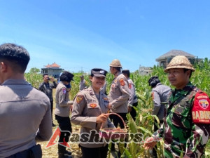 Sukseskan Program Pemerintah, Babinsa Babinsa Gelgel Bersama Bhabinkamtibmas Ikut Serta Panen Raya Jagung Serentak