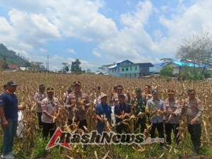 Babinsa Koramil 1625-01/Bajawa Hadiri Panen Raya Jagung Kuartal III di Golewa