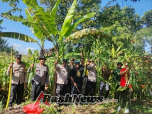 Polri Dukung Program Ketahanan Pangan, Polsek Pupuan Melaksanakan Panen Raya Jagung Kuarta III