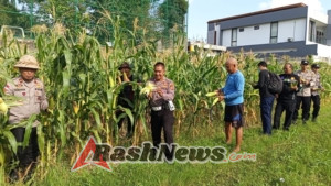 Polsek Dentim Gelar Panen Raya Jagung di Subak Saba, Dukung Program Ketahanan Pangan Nasional