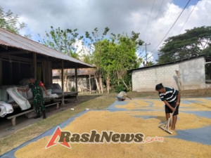 Wujud Kepedulian, Babinsa Serda Hendrik Jemur Padi di Tengah Terik Matahari