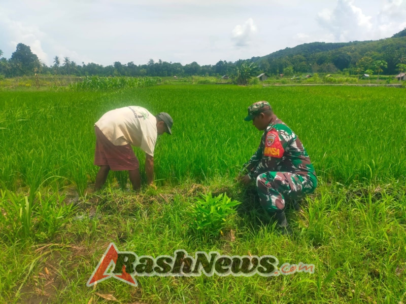 Babinsa Desa Aimoli Bantu Kelompok Tani Te’maeh Bersihkan Lahan Pertanian