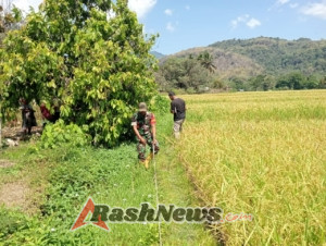 Babinsa dan Dinas Pertanian Kabupaten Ende Kerja Sama Tingkatkan Pengelolaan Irigasi