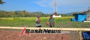 TNI Hadir di Ladang, Babinsa Koramil 1612-02/Reok Bangun Ketahanan Pangan