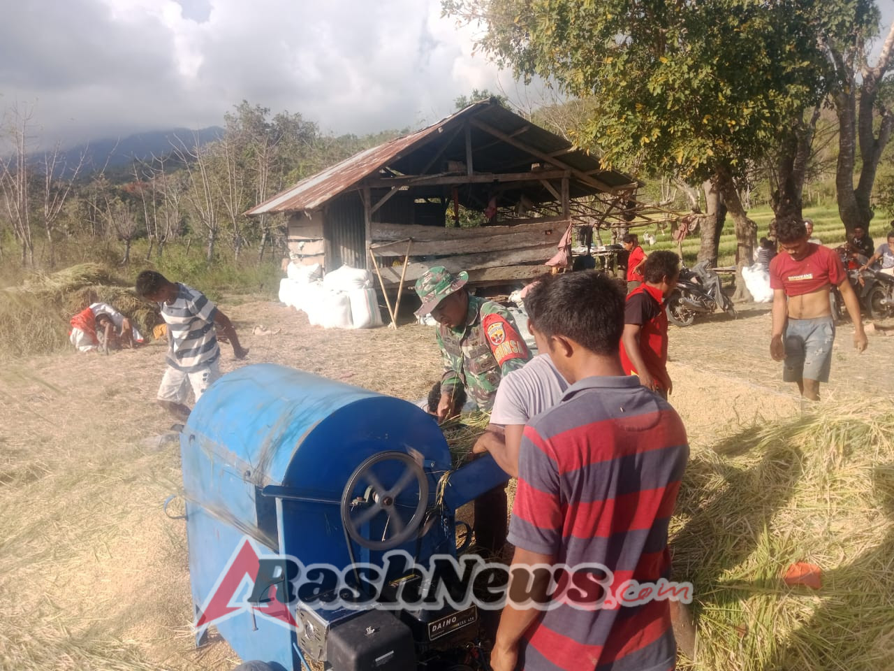 Babinsa dan Petani Kompak Saat Panen Raya di Desa Nggongi