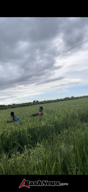 Wujud Kepedulian TNI, Babinsa Rindi Umalulu Bantu Petani Semprot Padi Lawan Hama dan Penyakit