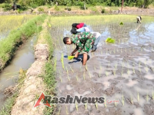 Wujudkan Ketahanan Pangan, Babinsa Koramil 1612-03/Borong Aktif Dampingi Petani Desa