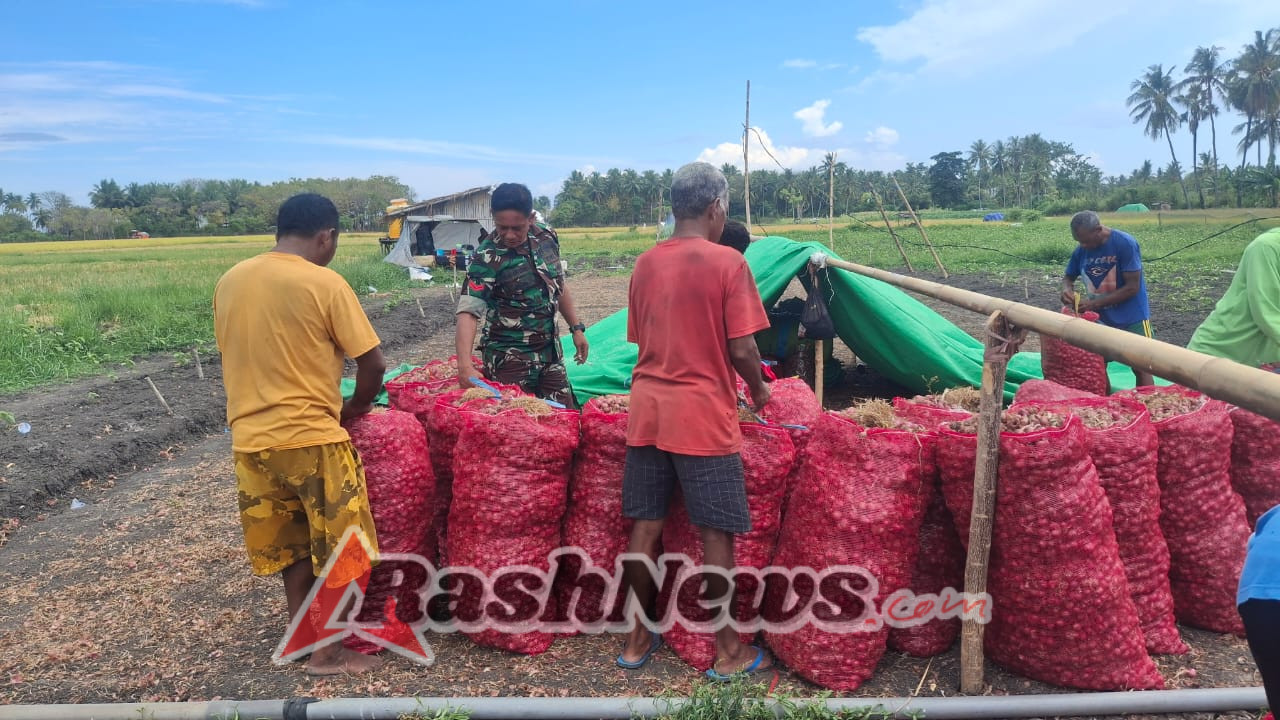 Sinergi TNI dan Petani: Babinsa Koramil 1612-02/Reok Dukung Ketahanan Pangan