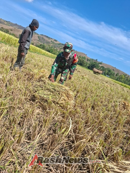 Babinsa Koramil 1602-04 Gencarkan Komsos dan Han Pangan di Desa Kotabaru