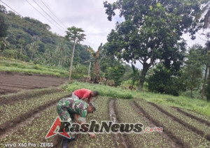 Dukung Program Han Pangan, Babinsa Ende Turun Langsung ke Sawah Warga
