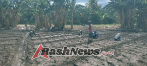 Babinsa Kambera Ajak Petani Tingkatkan Produktivitas Lewat Pendampingan Tanam Bawang