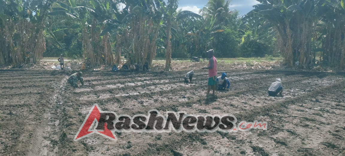 Babinsa Kambera Ajak Petani Tingkatkan Produktivitas Lewat Pendampingan Tanam Bawang