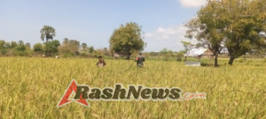 Babinsa dan Petani Kompak Pasang Jaring untuk Jaga Hasil Panen Padi