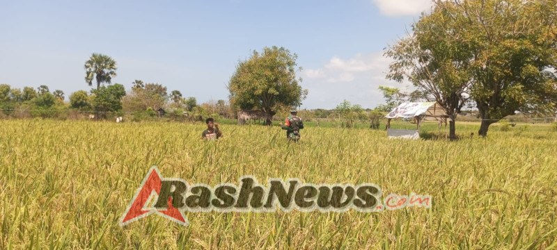 Babinsa dan Petani Kompak Pasang Jaring untuk Jaga Hasil Panen Padi