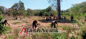 Babinsa Mausamang Ajak Warga Gotong Royong Bersihkan Kebun Tokoh Adat