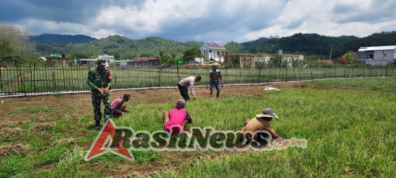 Panen Raya Hortikultura di Sernaru Raba, TNI-Polri Jadi Motivator Petani