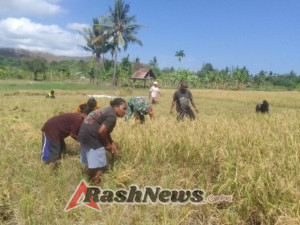 Babinsa Tarmana Dukung Ketahanan Pangan Lewat Pendampingan Panen Padi