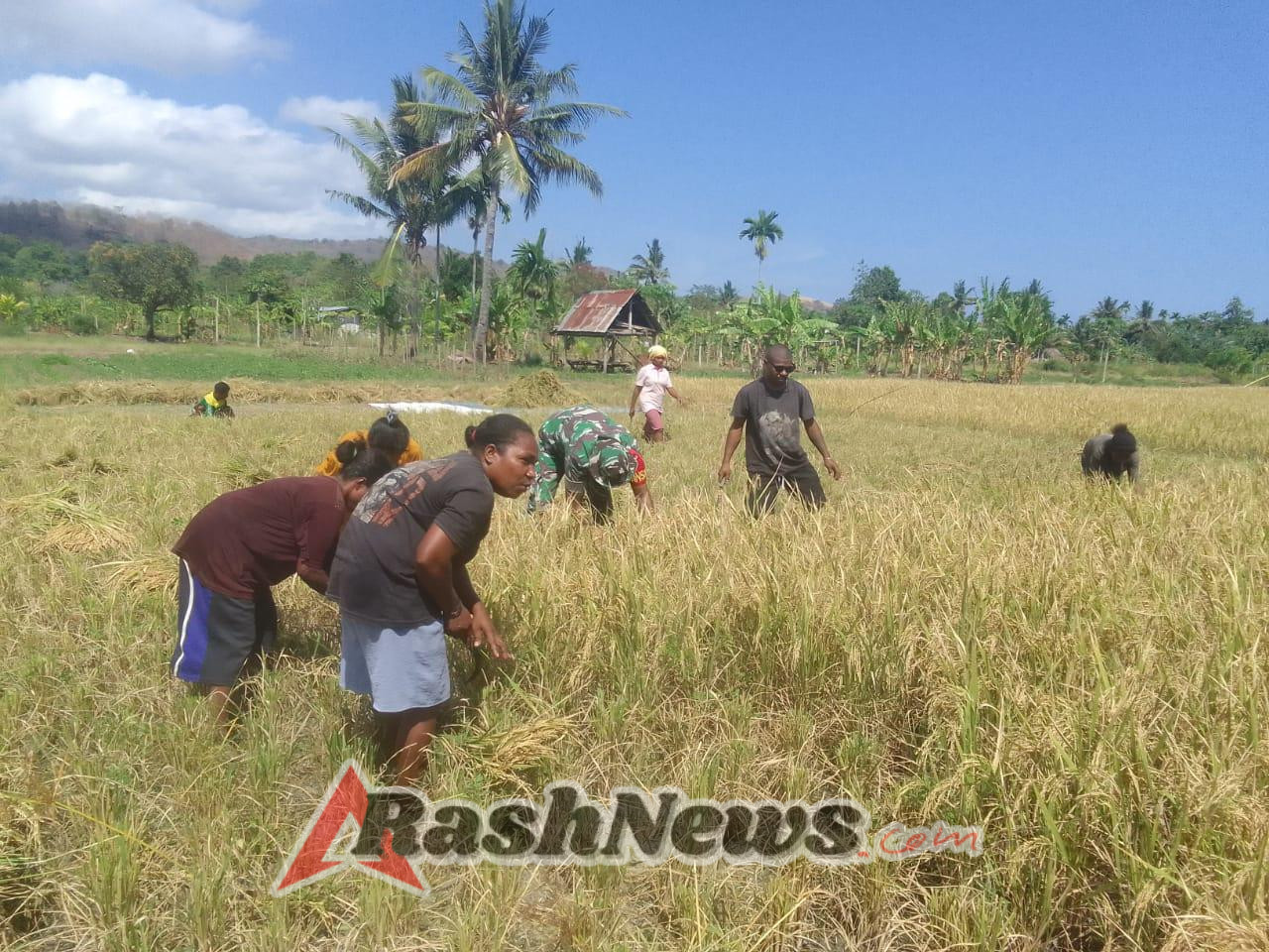 Babinsa Tarmana Dukung Ketahanan Pangan Lewat Pendampingan Panen Padi