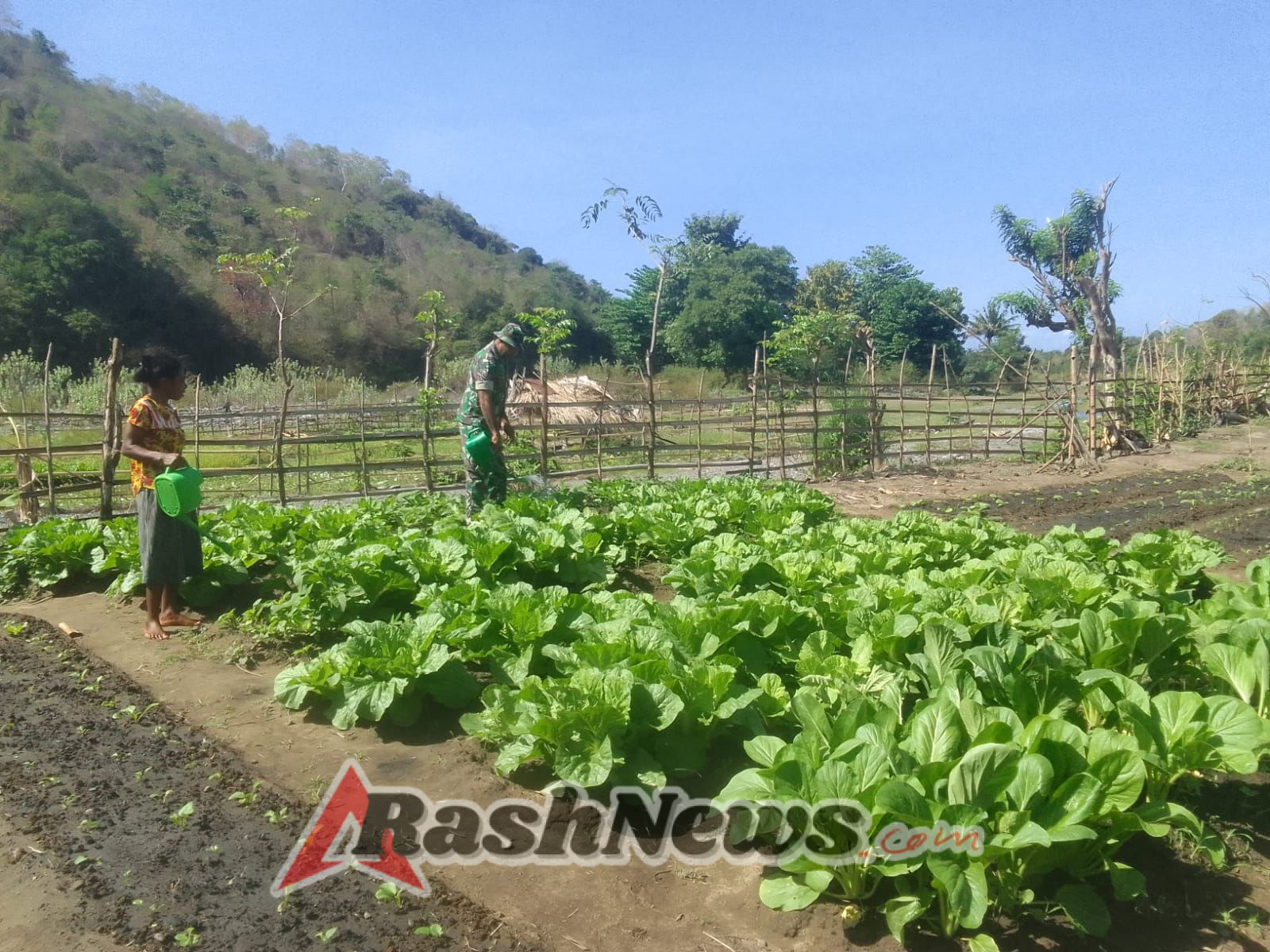 Babinsa Desa Tarmana Bantu Petani Bersihkan Lahan Sayuran