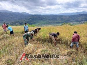 Panen Padi Jadi Momentum Perkuat Kemanunggalan TNI dengan Rakyat