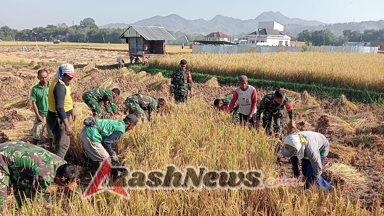 Dukungan TNI untuk Petani: Koramil Rasana’e Aktif Turun Langsung di Lapangan Panen Padi