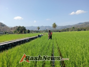 Komsos Sambil Menyiang, Babinsa Koramil 1602-04 Dekatkan Diri dengan Petani Keliwumbu