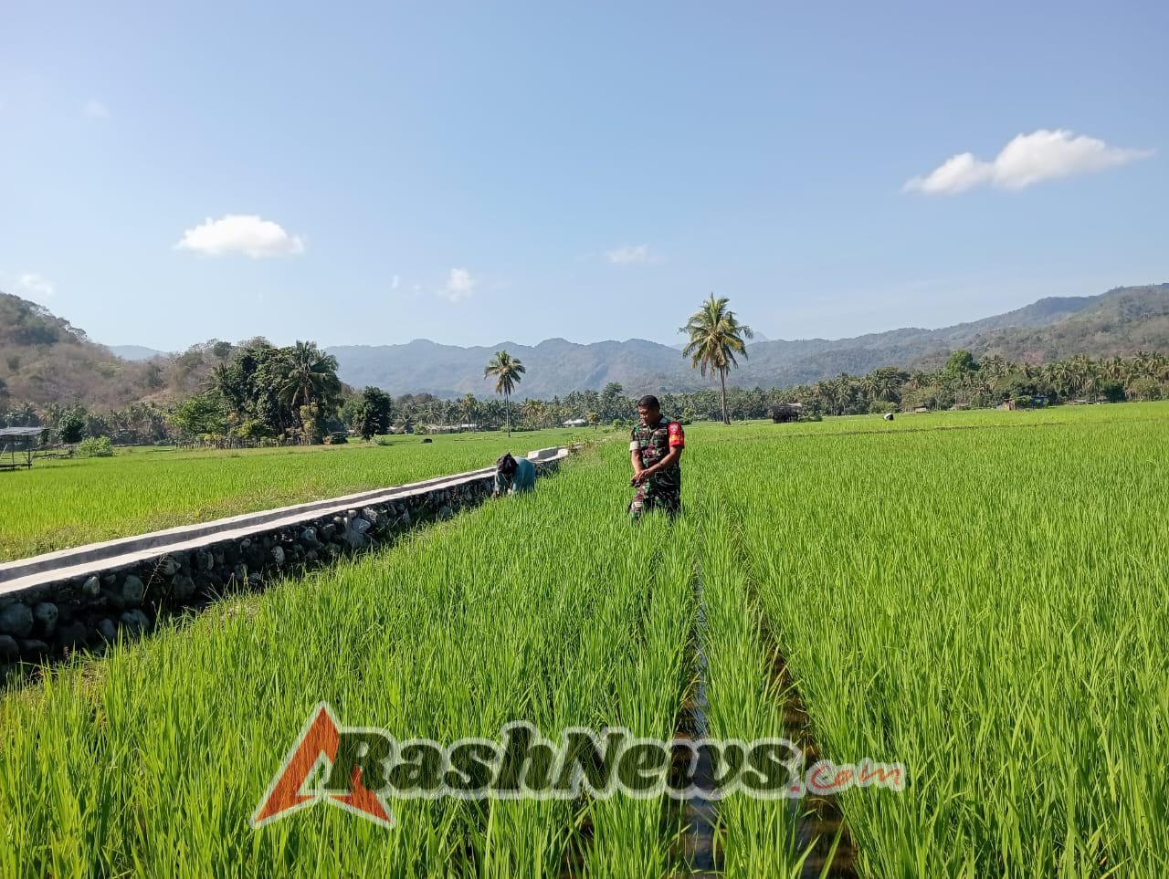 Komsos Sambil Menyiang, Babinsa Koramil 1602-04 Dekatkan Diri dengan Petani Keliwumbu