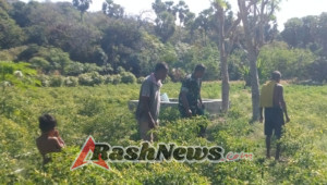 Babinsa Koramil 1627/RN Dampingi Petani Panen Cabai di Desa Sonimanu