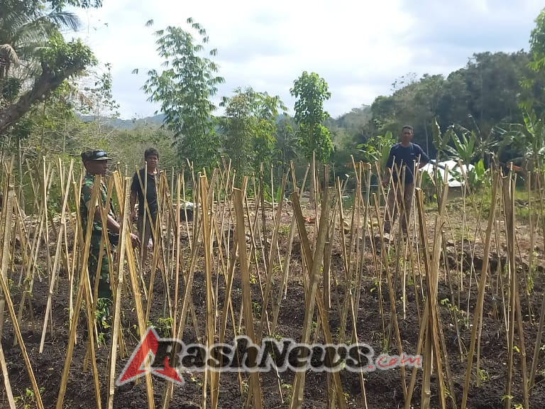 TNI dan Petani Hortikultura Bersinergi Wujudkan Ketahanan Pangan