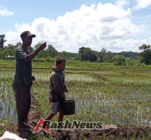 Babinsa Kodim 1601/Sumba Timur Dukung Swasembada Pangan Lewat Pendampingan Pertanian