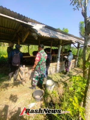 Sinergi Aparat Desa Bakbakan Wujudkan Ternak Sehat Lewat Vaksinasi PMK