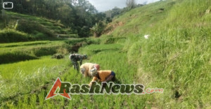 Wujud Nyata Kepedulian TNI, Babinsa Koramil 1612-01/Ruteng Hadir di Sawah Warga