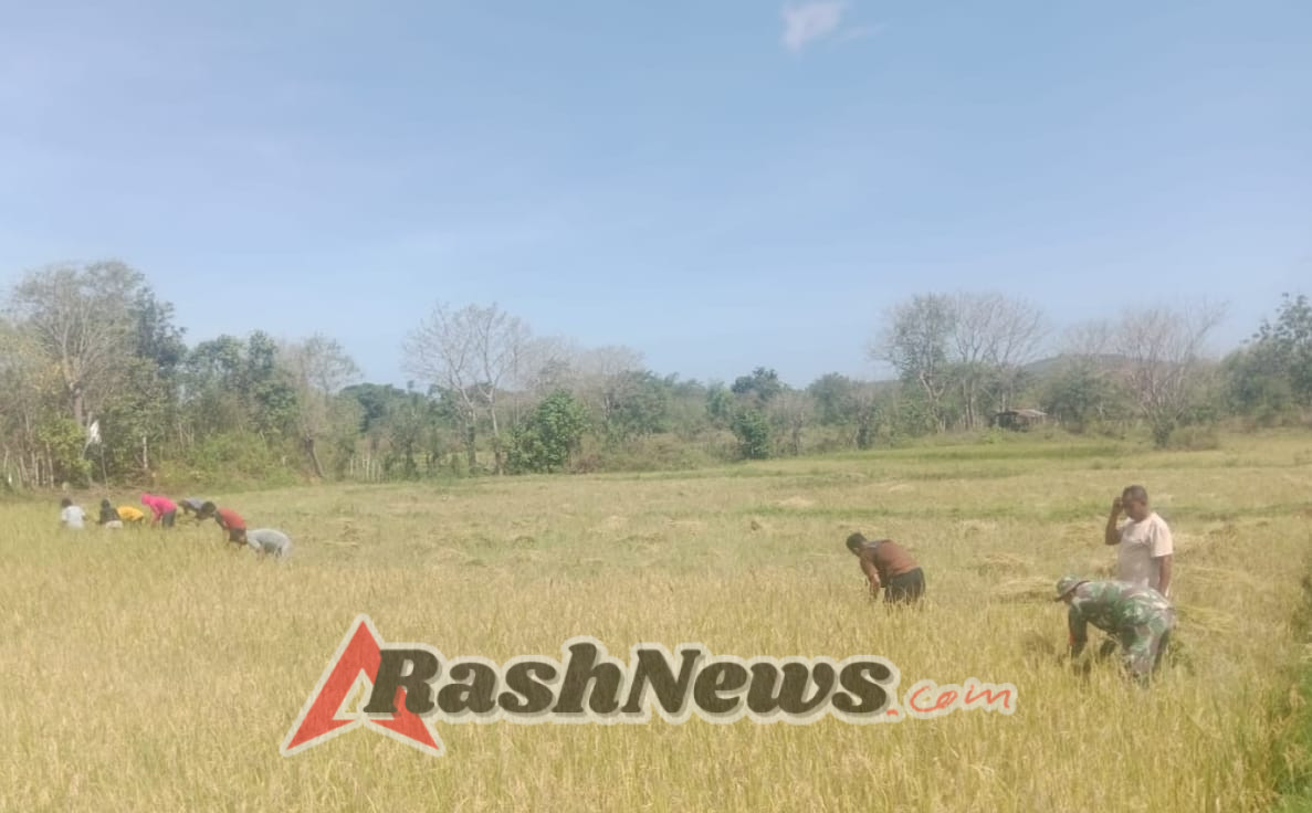Tingkatkan Kesejahteraan Petani, Babinsa Koramil 06/Karera Ikut Serta dalam Panen Padi