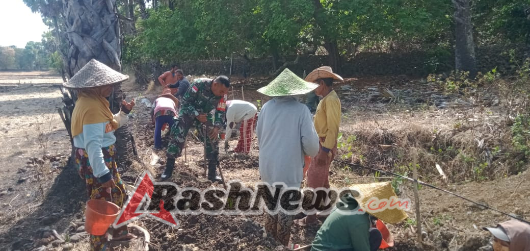 Babinsa Koramil 01/Ba’a Bantu Warga Desa Lekunik Gali Saluran Irigasi Sepanjang 300 Meter
