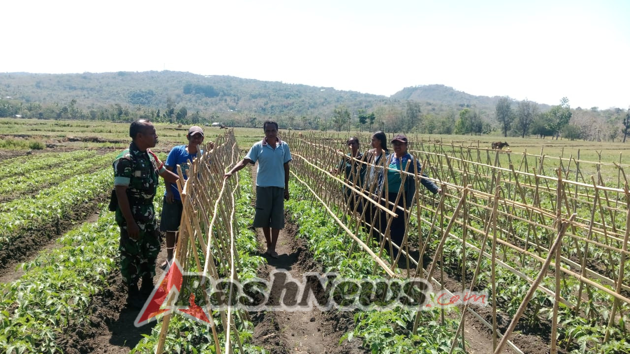 Turun Langsung Ke Sawah, Babinsa Serda Ronaldus Fallo Berikan Pendampingan Kepada Petani Tomat