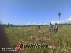 Babinsa Tinjau Perkembangan Pertanian Usai Bantuan Pompa Air di Kecamatan Kotabaru