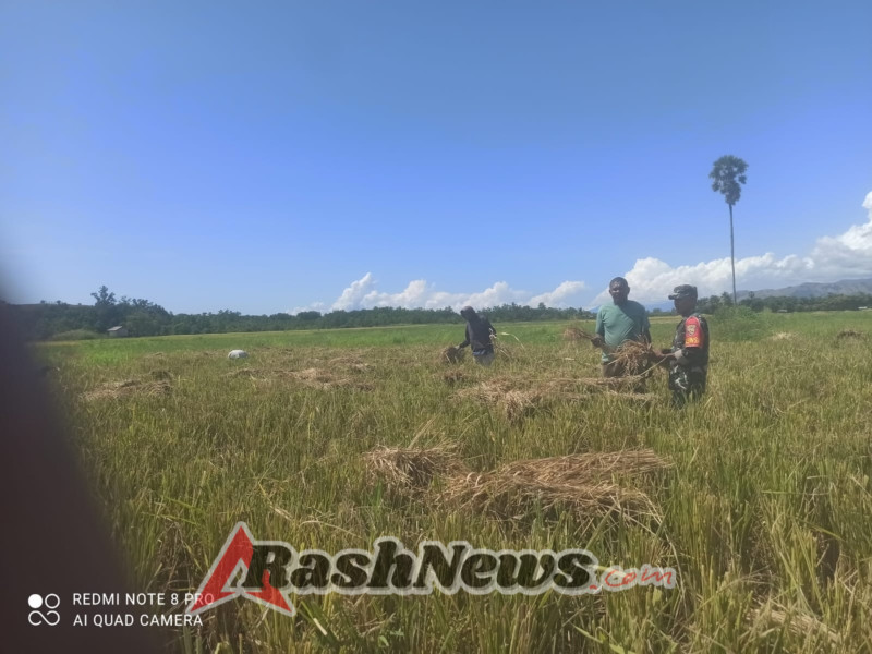 Babinsa Tinjau Perkembangan Pertanian Usai Bantuan Pompa Air di Kecamatan Kotabaru