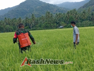 Dekat dengan Rakyat, Babinsa 1602/Ende Aktif Dukung Petani Tingkatkan Produktivitas Pertanian di Maurole