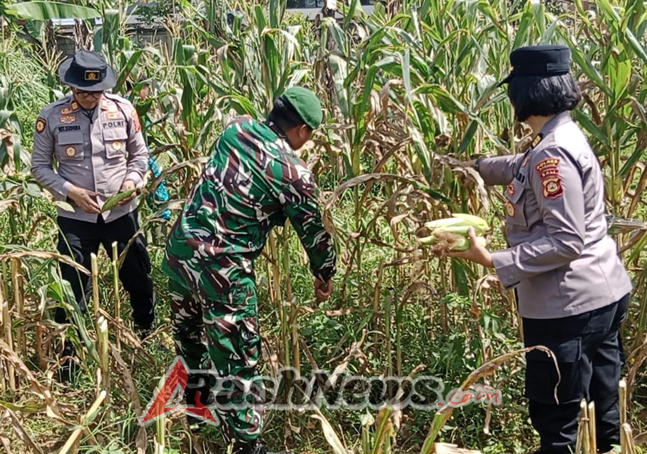 Babinsa Dukung Panen Jagung dalam Swasembada Pangan Desa Pelaga, 500 Kg Jagung Hasil Panen