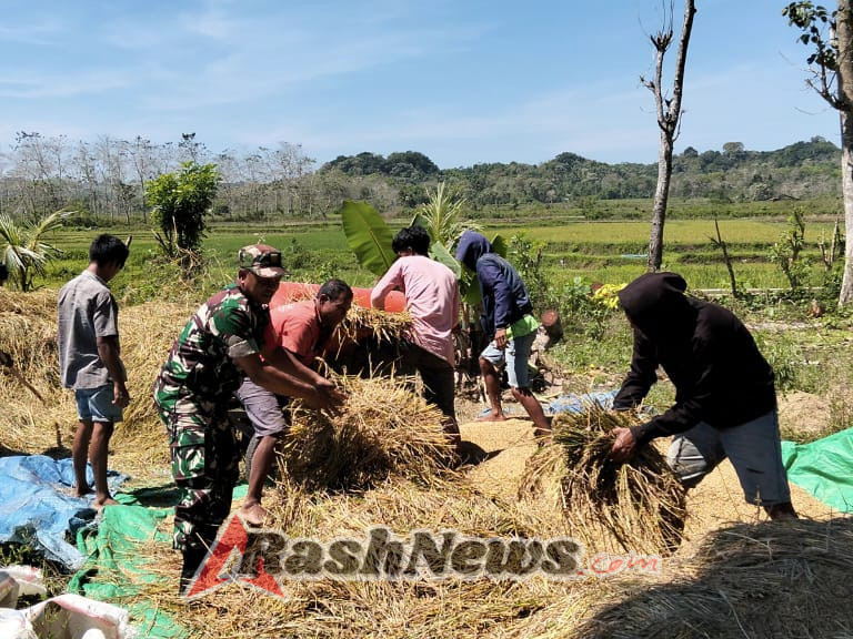 Komsos Babinsa Dengan Petani, Bentuk Kepedulian TNI Terhadap Hanpangan