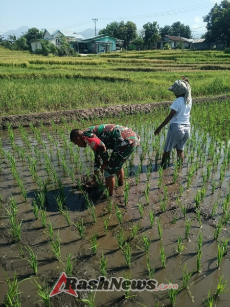 TNI dan Petani Kompak di Sawah! Babinsa Koramil 1612-07/Satar Mese Dampingi Warga Lakukan Pemupukan dan Penyemprotan Padi