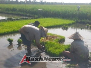 Sinergi TNI dan Petani, Babinsa Pahunga Lodu Turun ke Sawah Bantu Cabut Bibit Padi