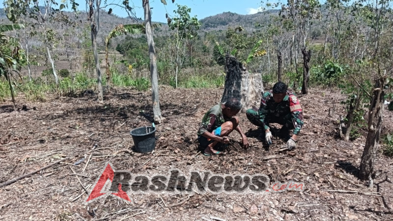 Bantu Tanam Singkong, Babinsa Himbau Petani Diselingi Juga Dengan Tanaman Produktif Lain