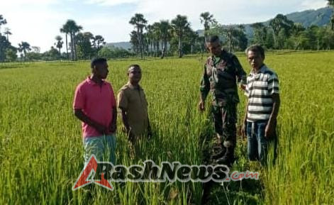 Babinsa Nuataus Dorong Kolaborasi Hadapi Tantangan Pertanian Musim Kering