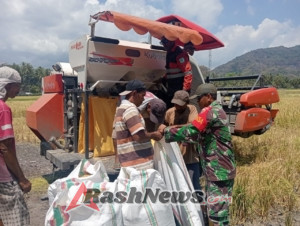 Dukung Ketahanan Pangan, Babinsa Koramil 1602-04/Maurole Ikut Panen Padi di Desa Ranokolo